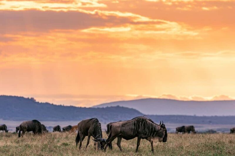 Day Tour to Maasai Mara Game Reserve from Nairobi - The Sum Up