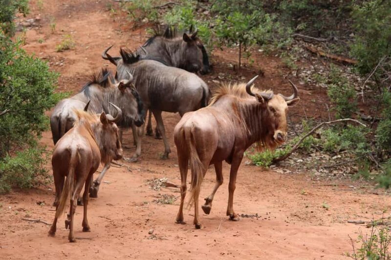 Day Tour to Maasai Mara Game Reserve from Nairobi - FAQ