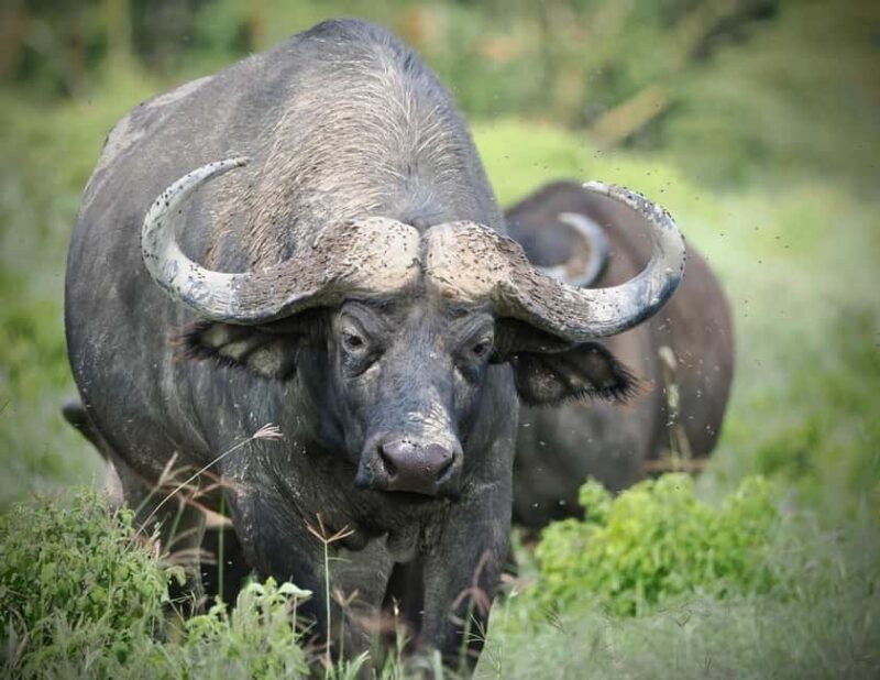 Day Tour To Maasai Mara Reserve from Nairobi - A Practical Guide to the Full-Day Maasai Mara Tour