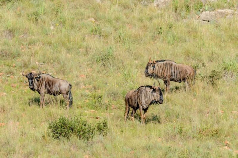 Day Tour To Maasai Mara Reserve from Nairobi - What’s Included and What’s Not