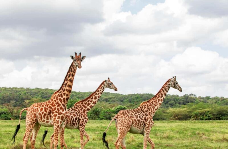 Day Tour To Maasai Mara Reserve from Nairobi - Authentic Experiences: What Travelers Say