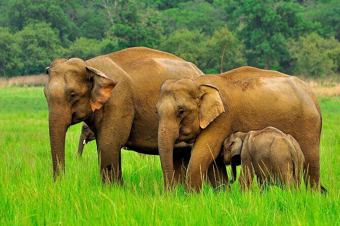 Day tour to Minneriya National Park,Sigiriya & Dambulla from Kandy - The Itinerary in Detail