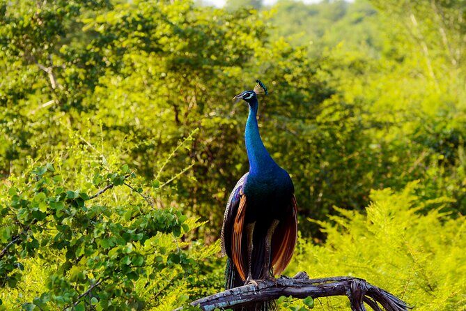 Day tour to Minneriya National Park,Sigiriya & Dambulla from Kandy - FAQ