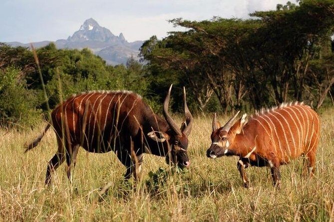 Day Tour To Mt. Kenya - What’s Included and What to Expect