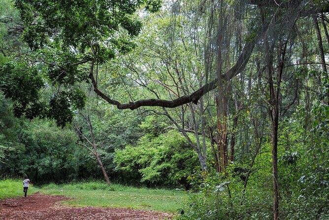 Day Tour to Nairobi Arboretum and Nairobi National Museum - Overview of the Tour Experience