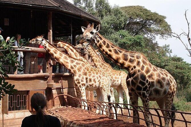 Day Tour to Nairobi National Park and Giraffe Center - Price and Value