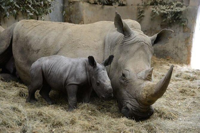 Day Tour to Ol Pejeta Conservancy - An In-Depth Look at the Experience
