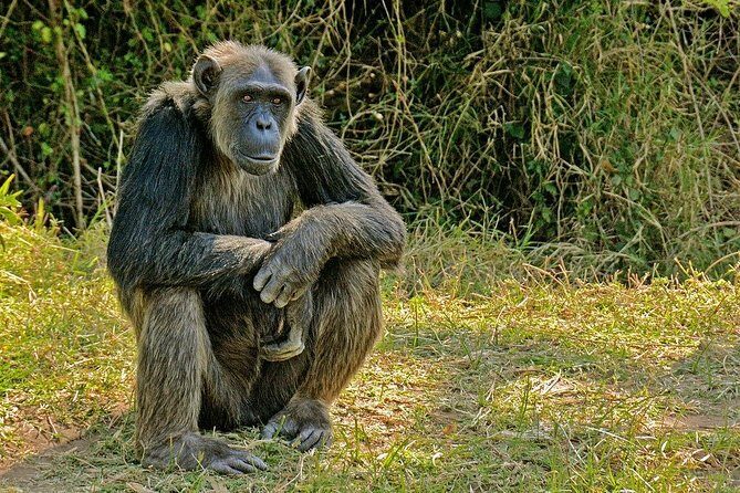 Day Tour to Ol Pejeta Conservancy - Practical Considerations