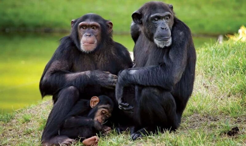 Day Tour to Ol-Pejeta Conservancy - A Closer Look at the Ol-Pejeta Conservancy Tour