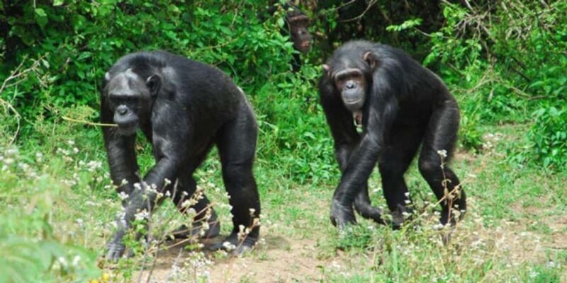 Day Tour to Ol-Pejeta Conservancy - Final Thoughts