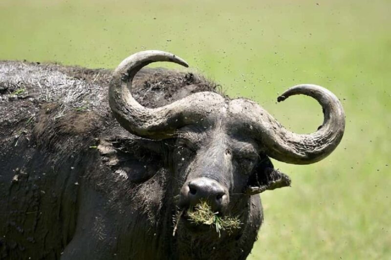 Day Tour to Ol-Pejeta Conservancy - FAQs