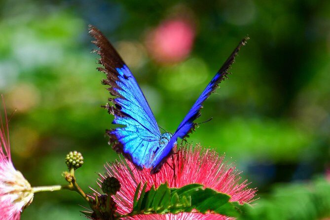 Day Tour to Paronella Park, Lake Barrine and Millaa Millaa Falls - Key Points