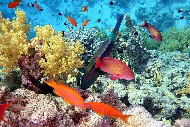 Day tour to Red sea ain EL Sokhna from Cairo - Authentic Moments and Authenticity