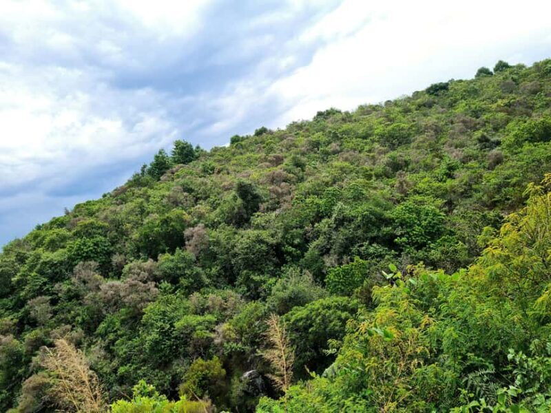 DAY TOUR TO SHIMBA HILLS NATIONAL RESERVE MOMBASA/ DIANI - An In-Depth Look at What to Expect