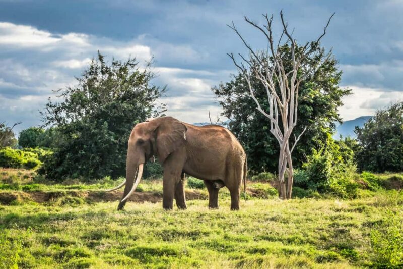 Day tour to Tsavo East from Malindi - An In-Depth Look at the Tsavo East Day Tour