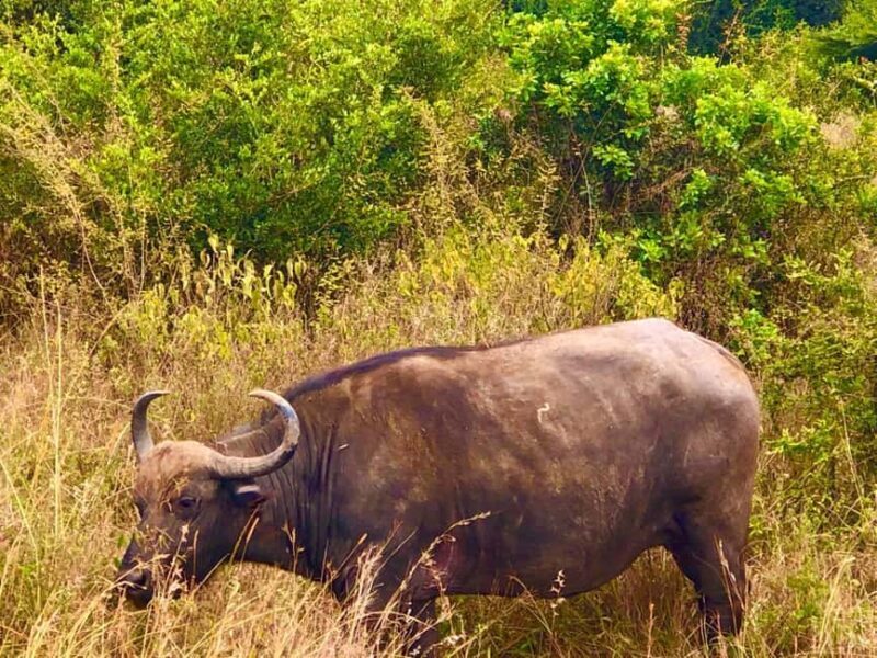 DAY TOUR TO TSAVO EAST NATIONAL PARK FROM MOMBASA/DIANI - Introduction: Why Choose a Day Tour to Tsavo East?