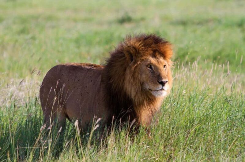 DAY TOUR TO TSAVO EAST NATIONAL PARK FROM MOMBASA/DIANI - The Value of This Tour