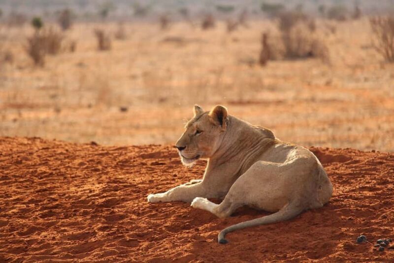 DAY TOUR TO TSAVO EAST NATIONAL PARK FROM MOMBASA/DIANI - Authentic Encounters & Real Experiences from Reviews