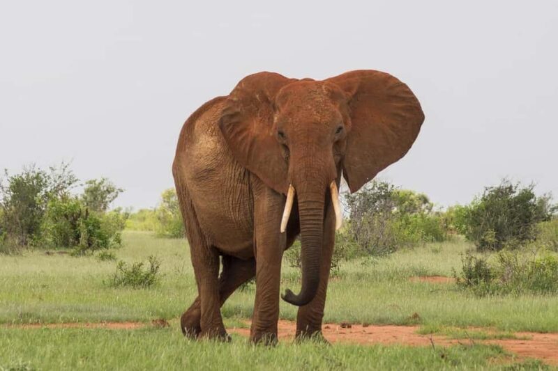 DAY TOUR TO TSAVO EAST NATIONAL PARK FROM MOMBASA/DIANI - Detailed Breakdown of the Itinerary