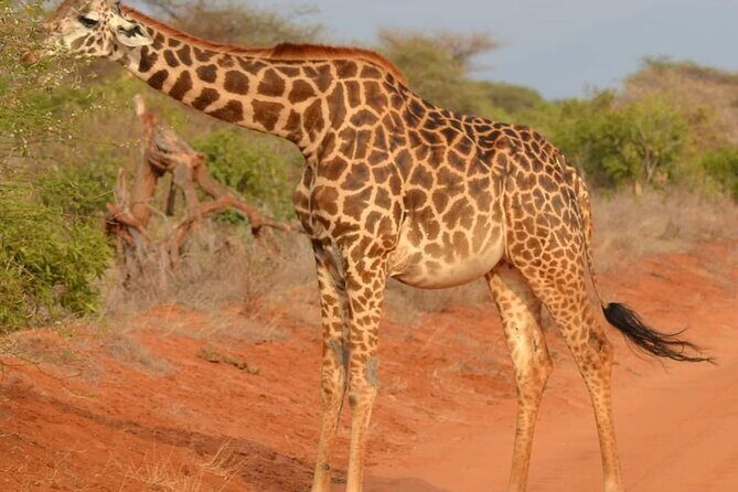 Day Tour to Tsavo East National Park from Mombasa or Diani - The Itinerary in Detail: What You Can Expect