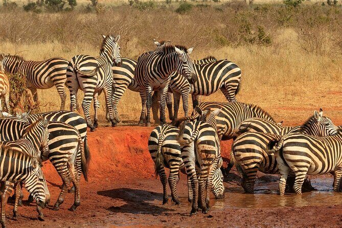 Day Tour to Tsavo East National Park from Mombasa or Diani - Who Should Consider This Tour?