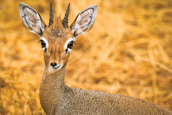 Day Tour to Tsavo East National Park from Mombasa or Diani - Final Thoughts: Is It Worth It?
