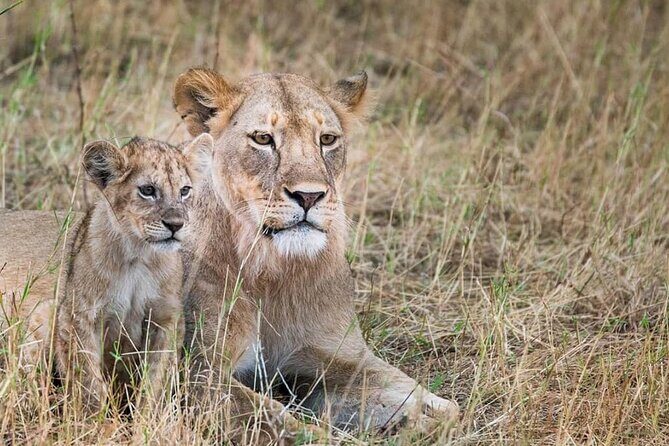 Day Tour to Tsavo East National Park from Mombasa or Diani - FAQs