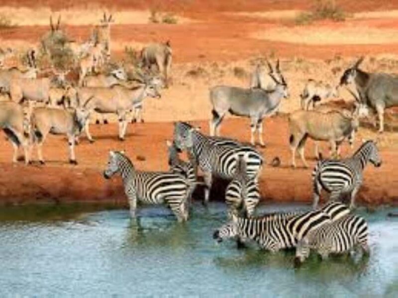 Day Tour to Tsavo East National Park - The Itinerary: Step by Step
