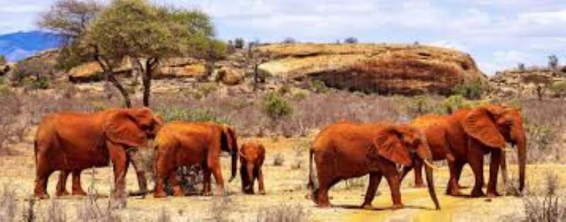 Day Tour to Tsavo East National Park - What Sets This Tour Apart?