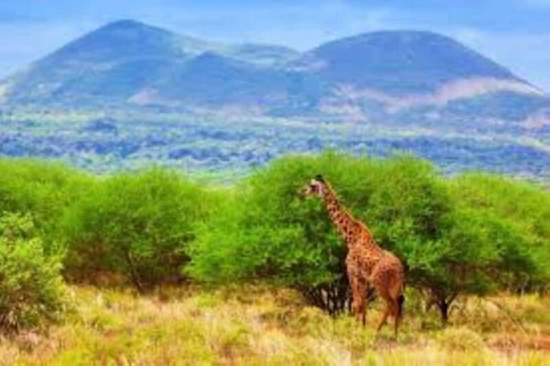 Day Tour to Tsavo East National Park - The Sum Up: Who Is This Safari Best For?