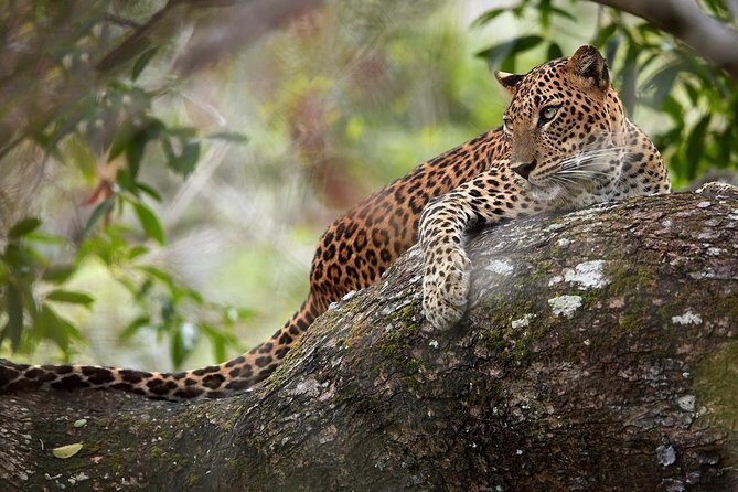 Day Tour to Wilpattu National Park from Colombo - The Journey to Wilpattu: What to Expect