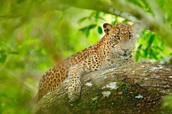 Day Tour to Wilpattu National Park from Colombo - What’s Included and What’s Not