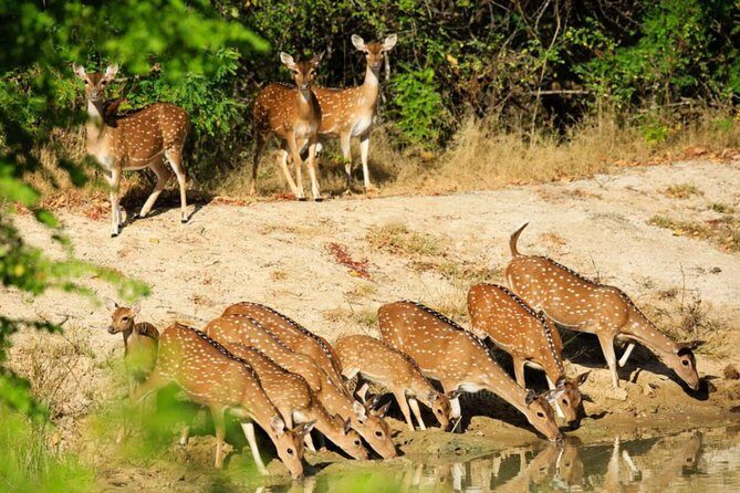 Day Tour to Wilpattu National Park from Colombo - What Guests Say: Real Experiences