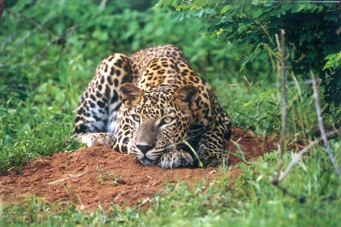 Day Tour to Wilpattu National Park from Colombo - FAQs