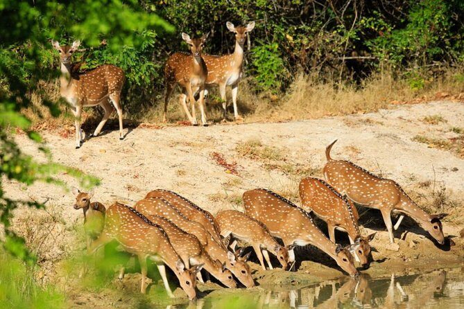 Day Tour to Wilpattu National Park From Negombo - An In-Depth Look at the Tour Experience