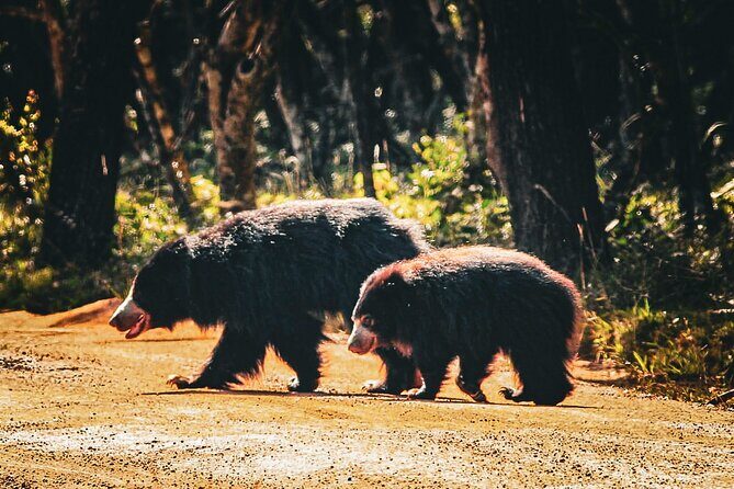 Day Tour to Wilpattu National Park From Negombo - FAQ