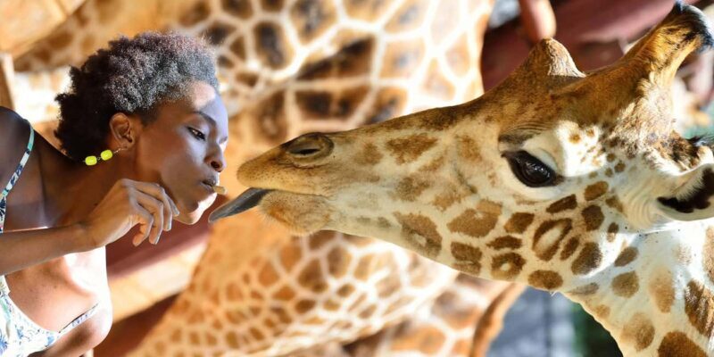 Day Tour:Nairobi Museum, Kicc Tower, Kobe and Giraffe Center - A Detailed Breakdown of the Tour Experience