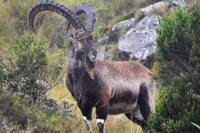 Day trek to Simien Mountain - Wildlife and Scenic Highlights