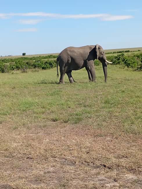 DAY TRIP AMBOSELI NATIONAL PARK FROM NAIROBI BUDGET SAFARI - Key Points