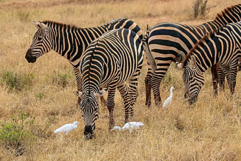 DAY TRIP AMBOSELI NATIONAL PARK FROM NAIROBI BUDGET SAFARI - Key Points