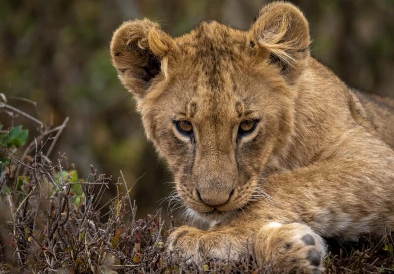 Day Trip: Amboseli National Park & Maasai Village Nairobi - Detailed Breakdown: What You’ll Experience