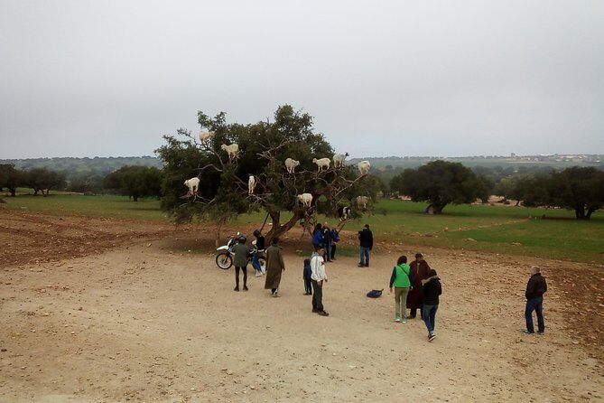 Day Trip and Excursion to Essaouira - Exploring the Itinerary: What to Expect on Your Day Trip