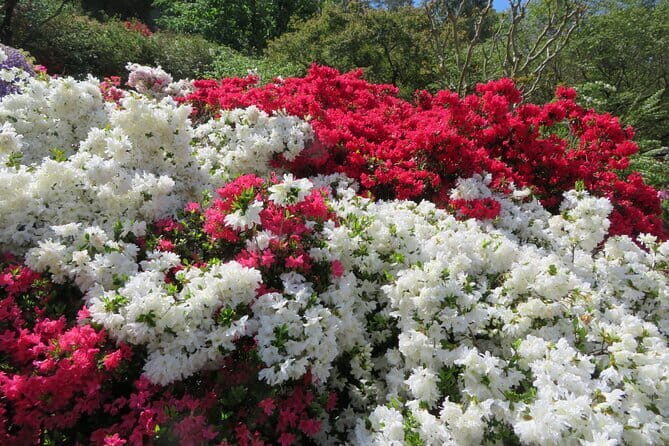 Day Trip Ashikaga Flower Park by Private Car from Tokyo - Key Points