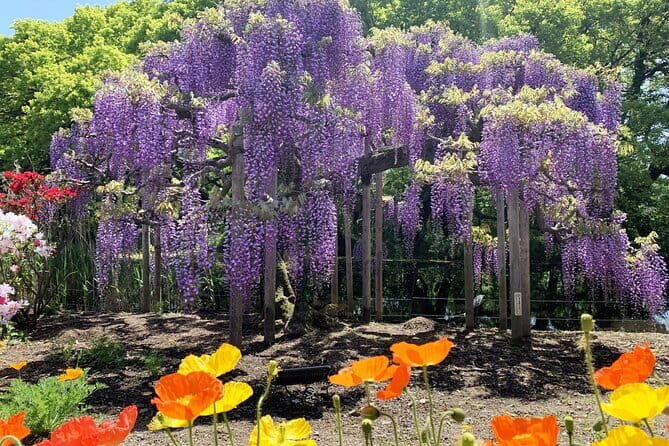 Day Trip Ashikaga Flower Park by Private Car from Tokyo - Who Should Consider This Tour?