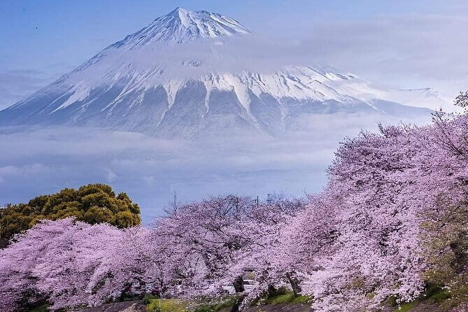 Day Trip Ashikaga Flower Park by Private Car from Tokyo - Final Thoughts: Is It Worth It?