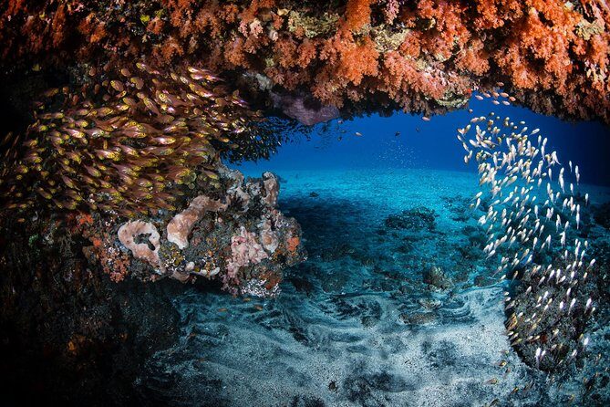Day Trip certified divers - 3 Dives in Tulamben (pick-up & drop-off included) - Practical Details and Tips