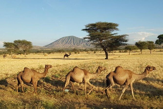 Day-Trip Church of Adadi Mariam from Addis Ababa - Who Should Consider This Tour?
