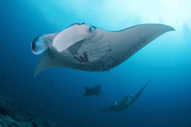 Day Trip Discover Scuba dive in Nusa Penida 2 dives (From Sanur - South Bali) - The Itinerary: What to Expect on Your Day Trip