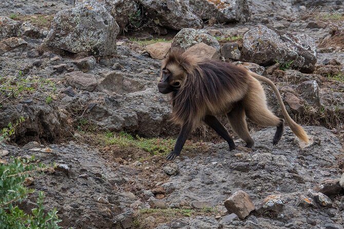 Day Trip From Addis Ababa See Historical Monastery,Stunning Nature,Animals,Birds - Practical Aspects and Value