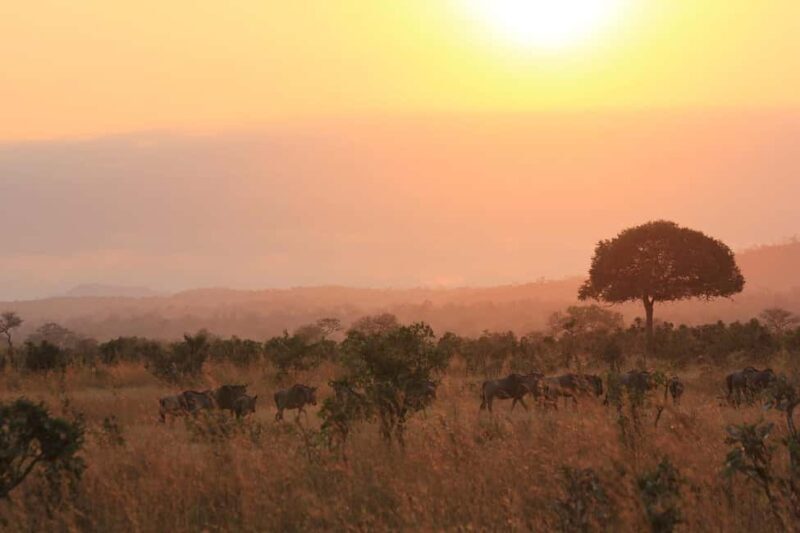 Day trip from Arusha to Ngorongoro Crater National Park - What the Reviews Say